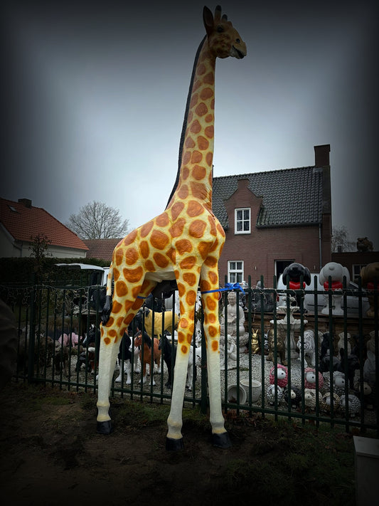 Jungle dieren- Giraf- Mega Giraf - XXXXXL -530 cm hoog - originele kleur