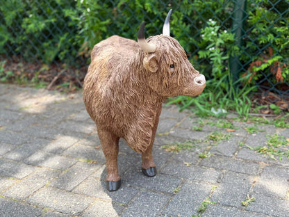 Hooglander koe met imposante hoorns (55 cm hoog)