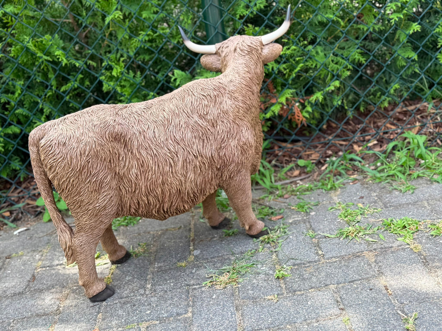 Hooglander koe met imposante hoorns (55 cm hoog)