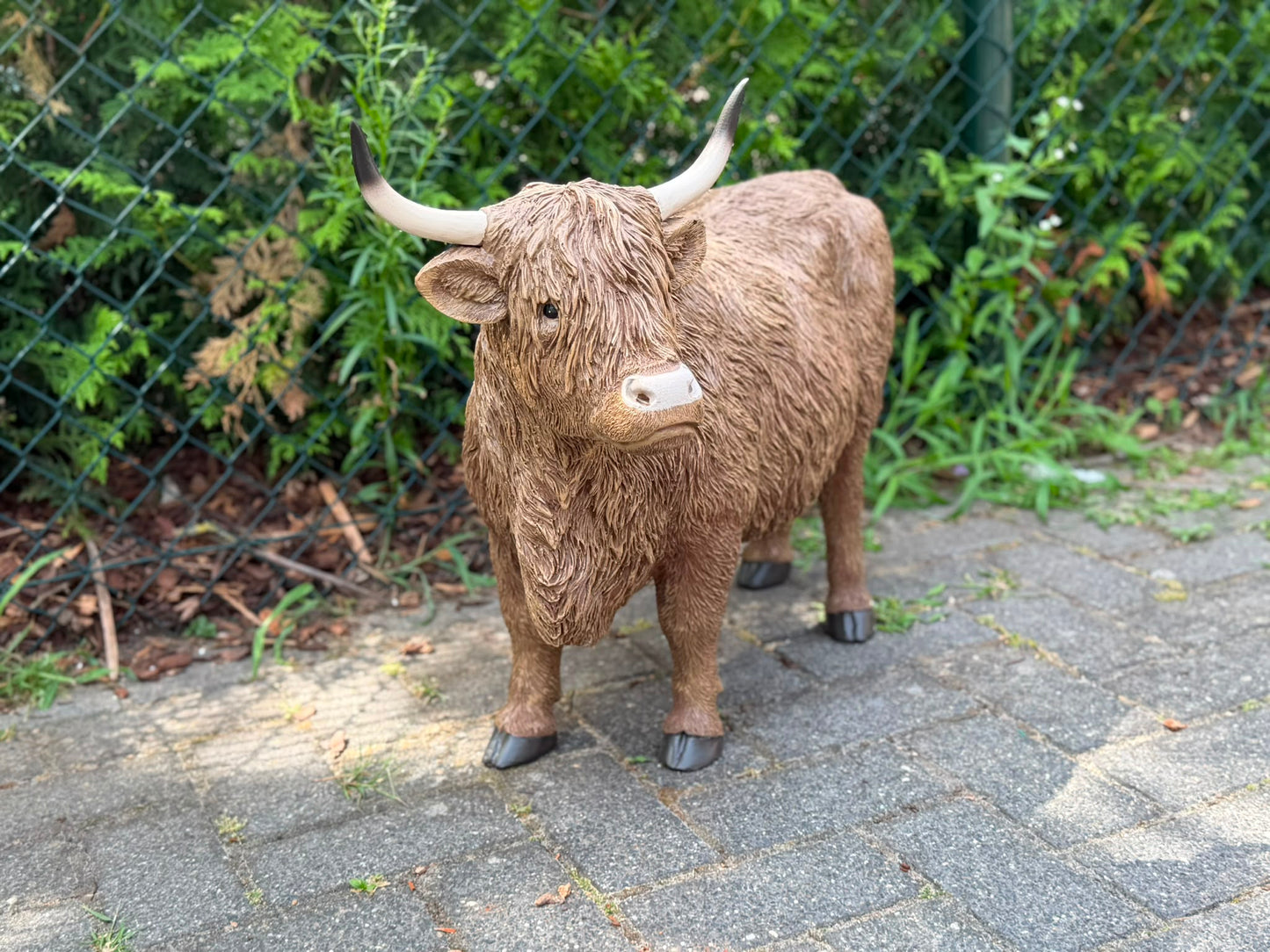 Hooglander koe met imposante hoorns (55 cm hoog)