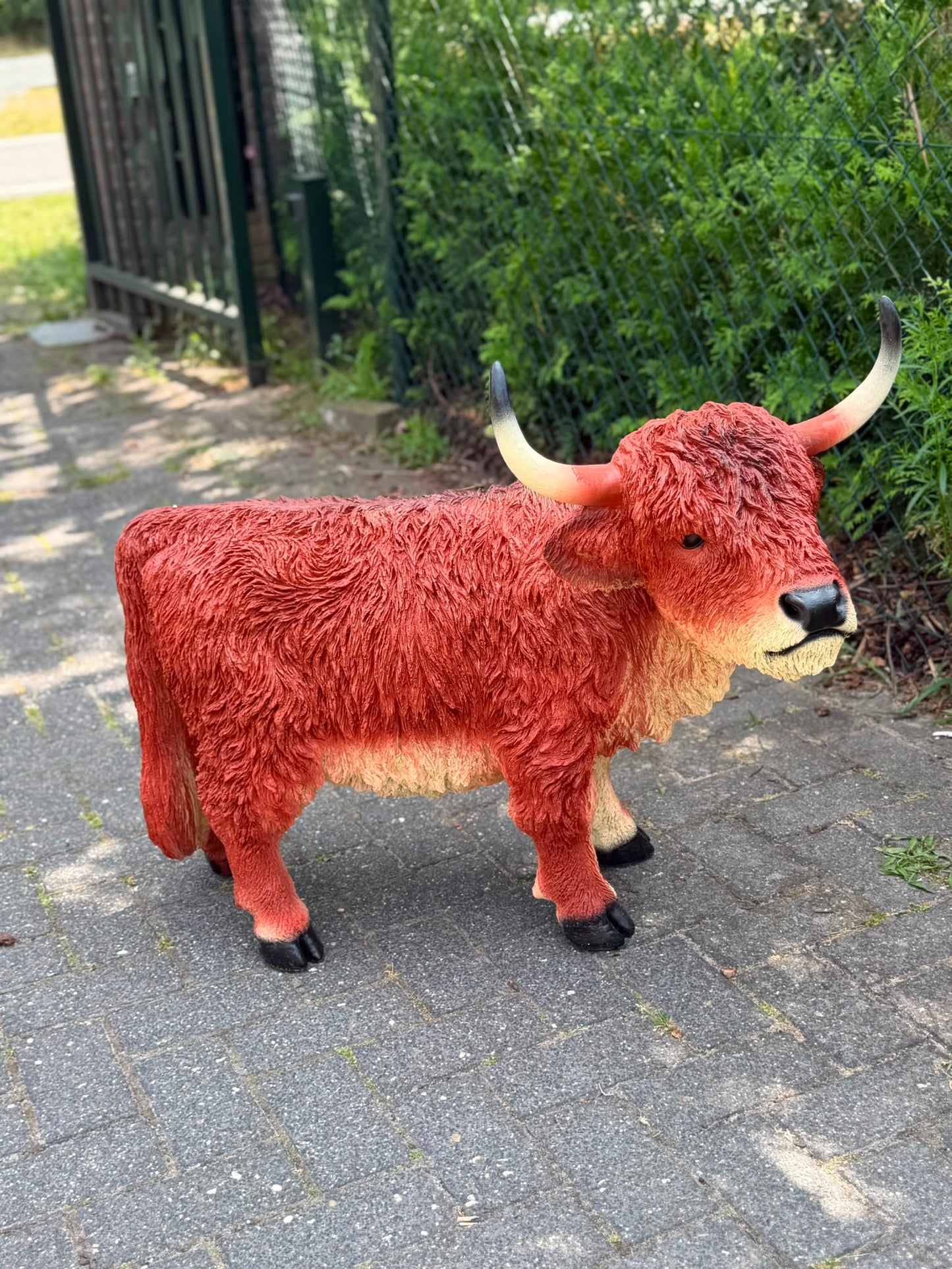 Hooglander koe met hoorns (75 cm hoog)