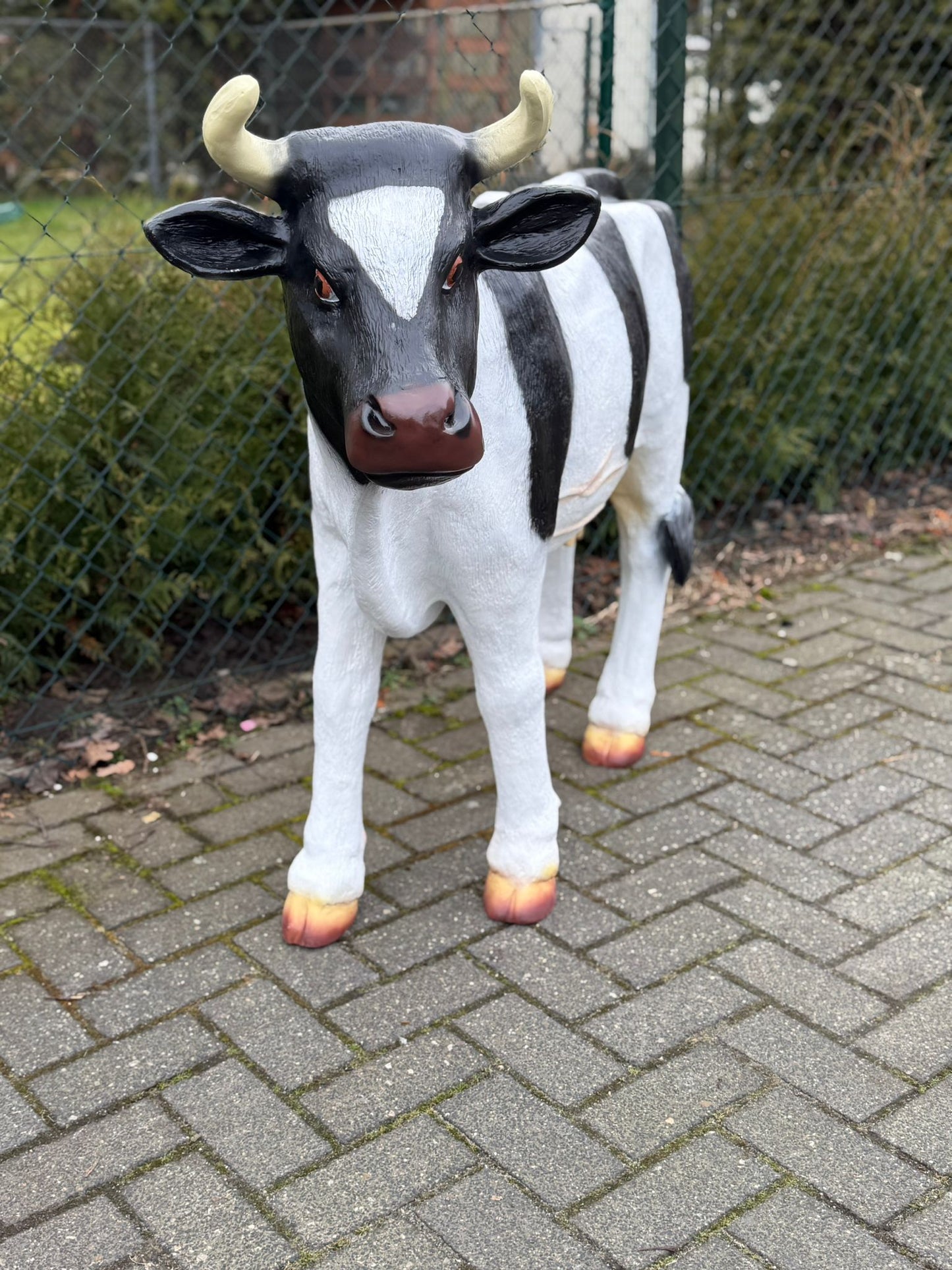 Koe - koeien - staand - 100cm hoog - 135cm lang - met hoorns