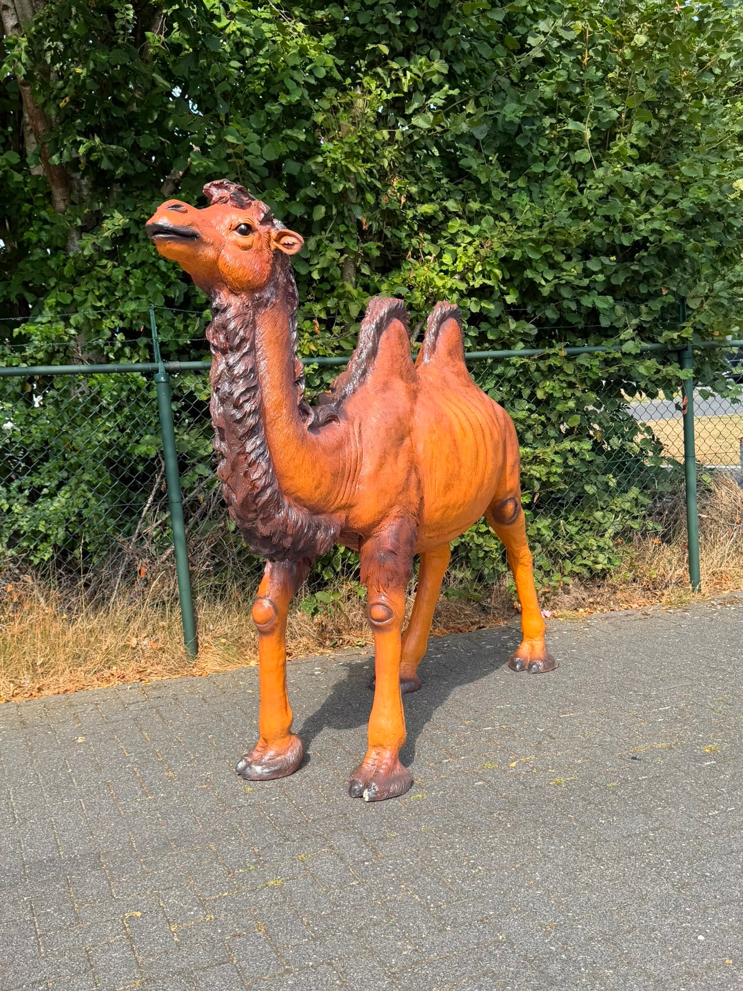 Mooie grote Kameel (250 cm lang en 195 cm hoog) imposante blikvanger !!