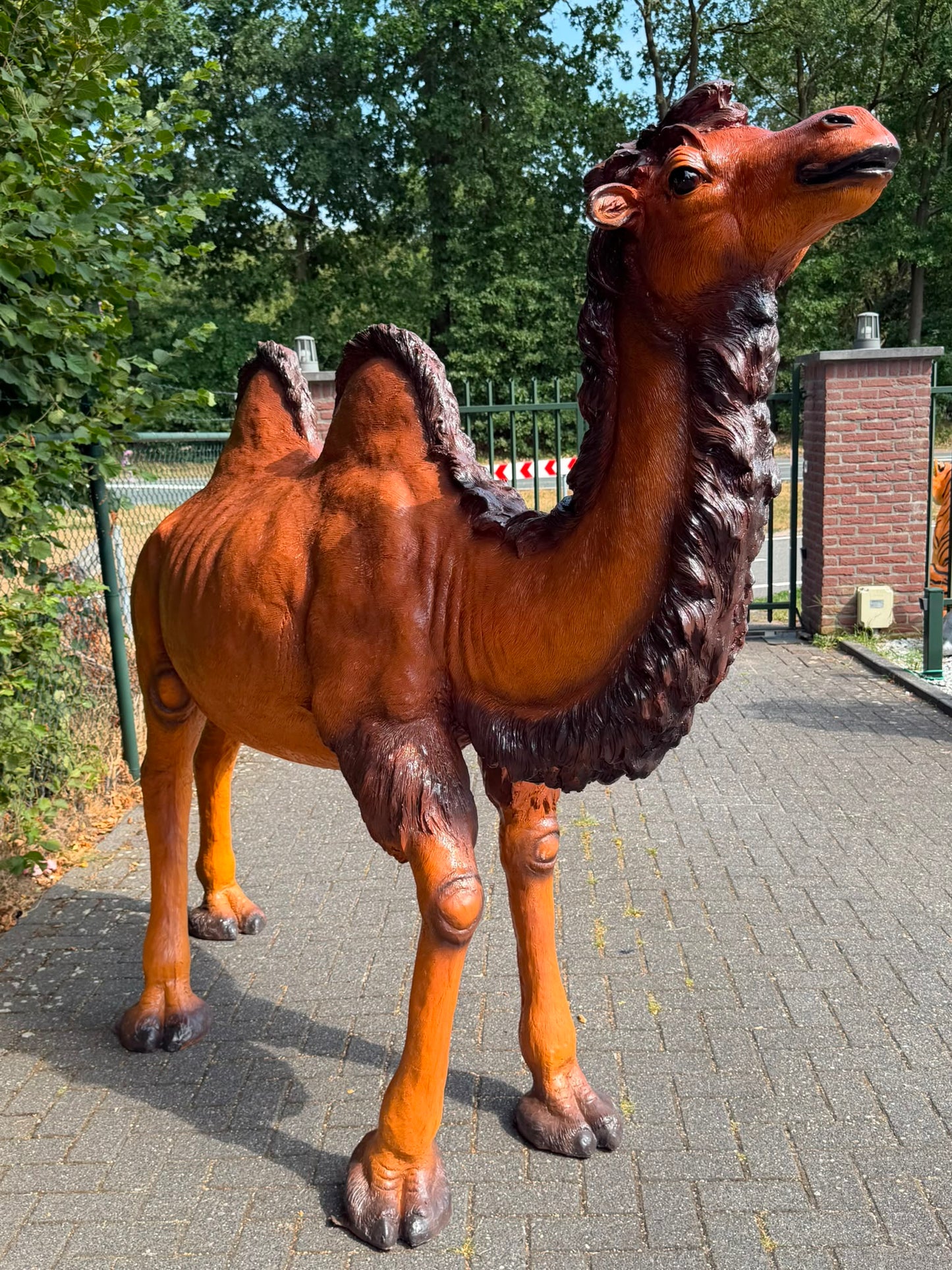 Mooie grote Kameel (250 cm lang en 195 cm hoog) imposante blikvanger !!