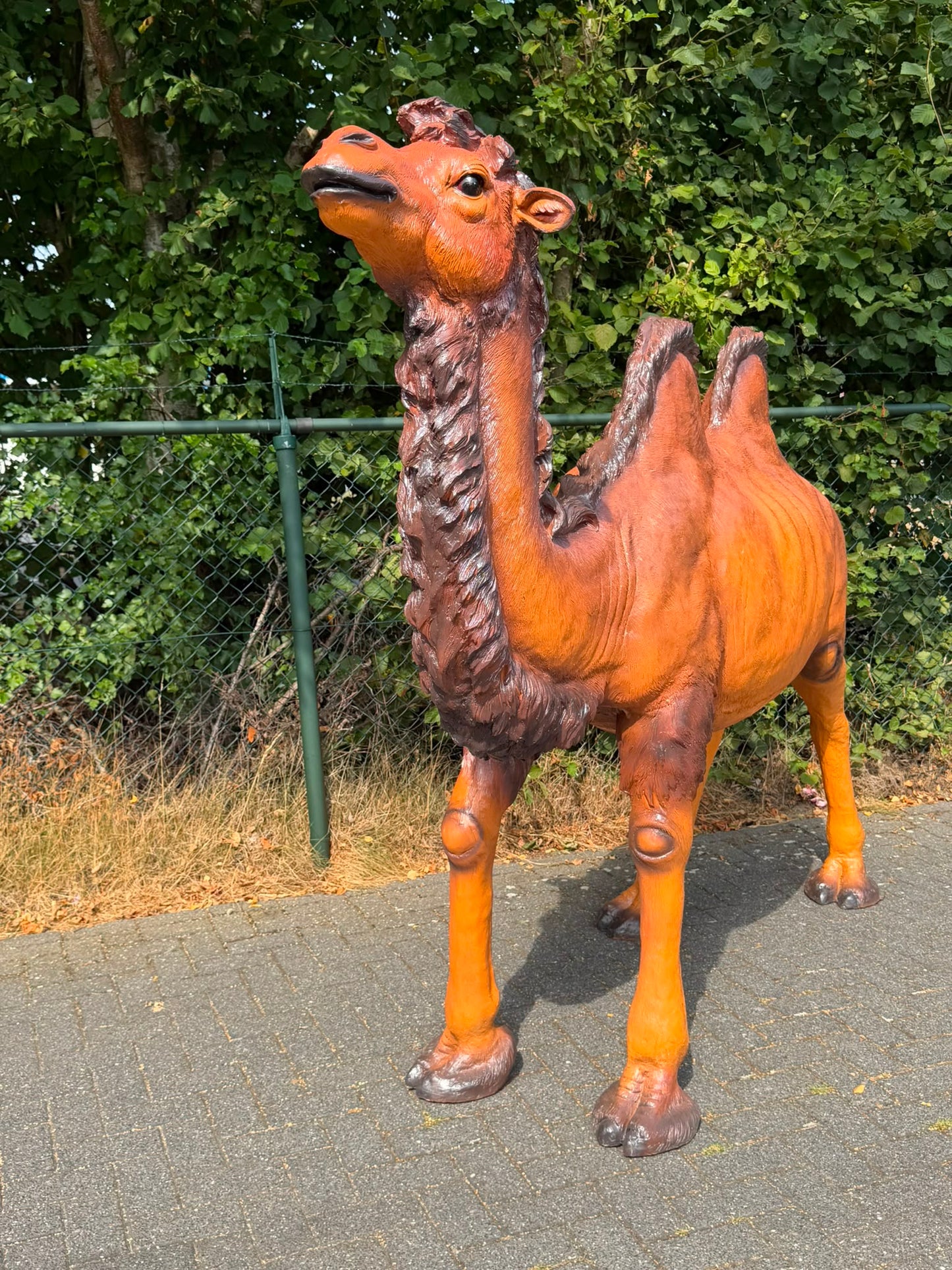 Mooie grote Kameel (250 cm lang en 195 cm hoog) imposante blikvanger !!