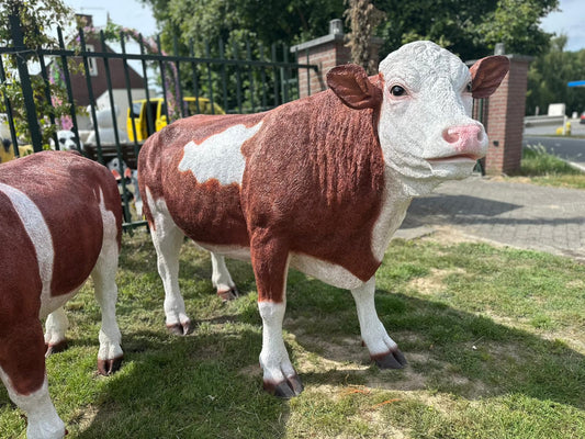 Koe Dikbil koe Bonte koe  Levensgroot  Super mooi !!