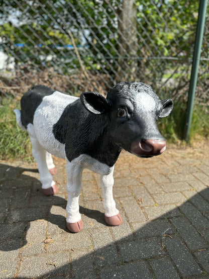 Kalfje ruw 70cm hoog zeer mooi !