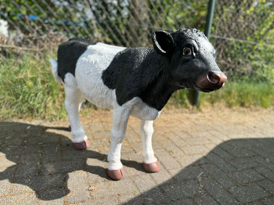 Kalfje ruw 70cm hoog zeer mooi !