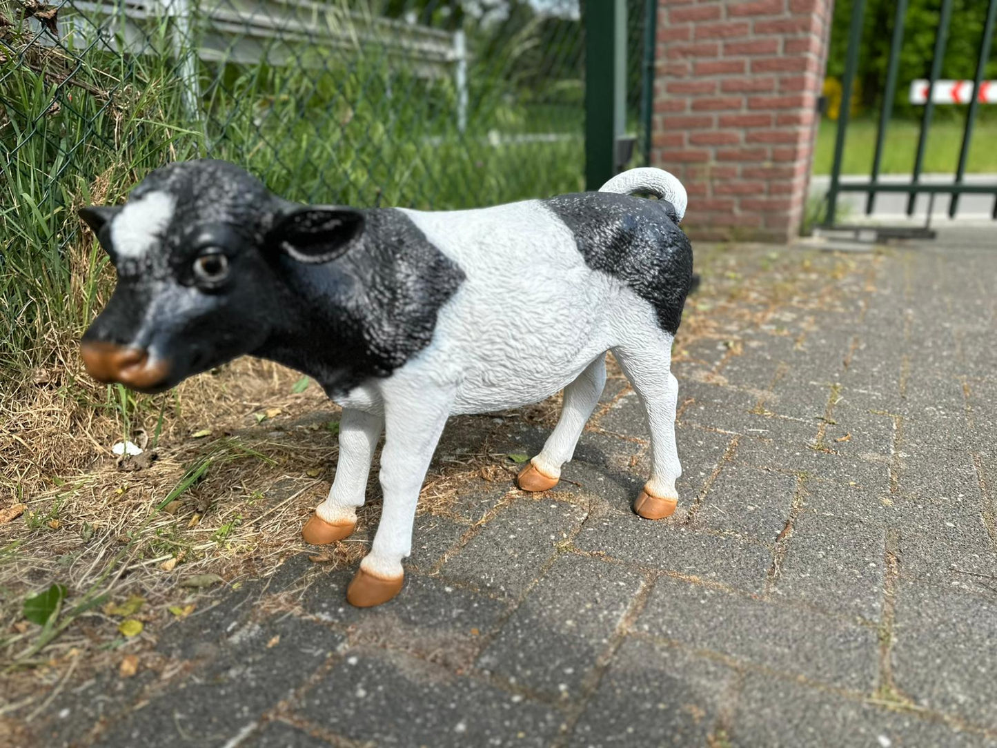 Kalfje ruw 70cm hoog zeer mooi !