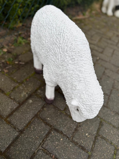 Schapen- Schaap - Lammetje- Lam -Staand - Granzend - M