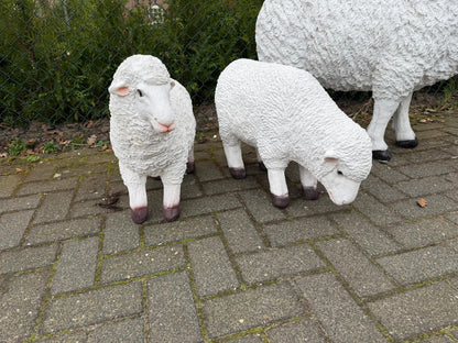 Schapen- Schaap - Lammetje- Lam -Staand - Granzend - M