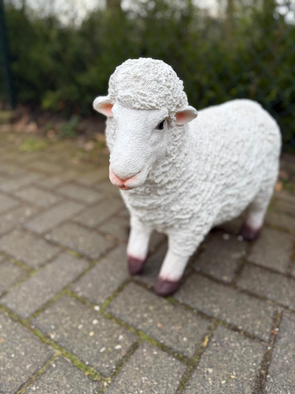 Schapen- Schaap - Lammetje- Lam -Staand - Granzend - M