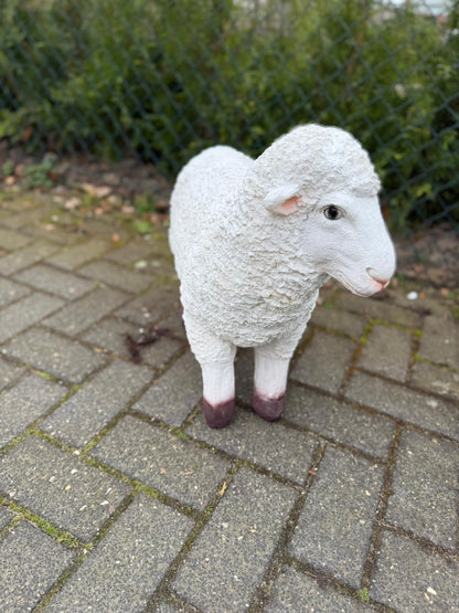 Schapen- Schaap - Lammetje- Lam -Staand - Granzend - M
