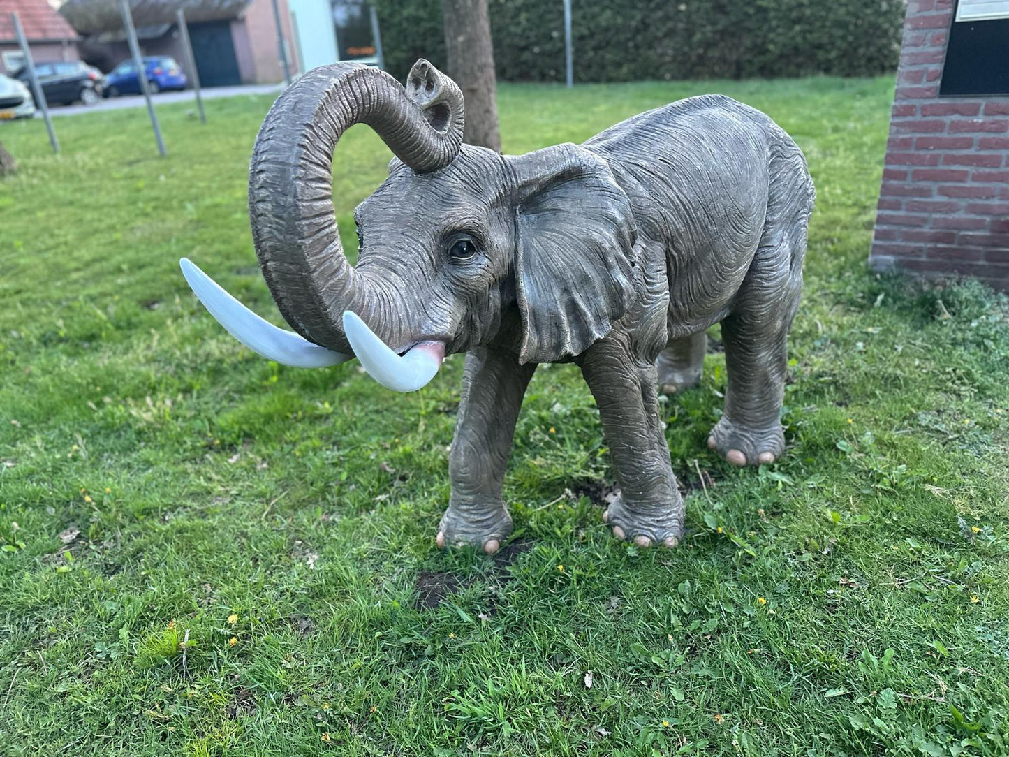 Olifant - Levensechte Olifant - 200cm lang - originele kleur.