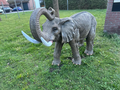 Olifant - Levensechte Olifant - 200cm lang - originele kleur.