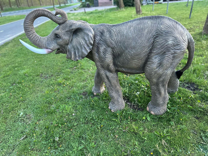 Olifant - Levensechte Olifant - 200cm lang - originele kleur.