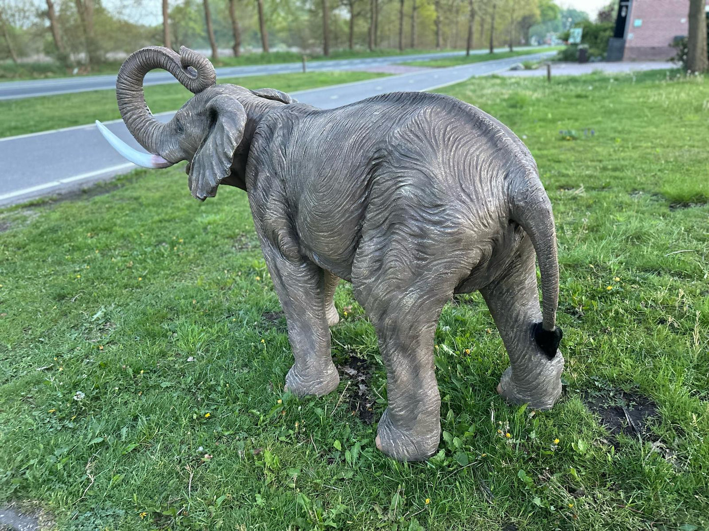 Olifant - Levensechte Olifant - 200cm lang - originele kleur.
