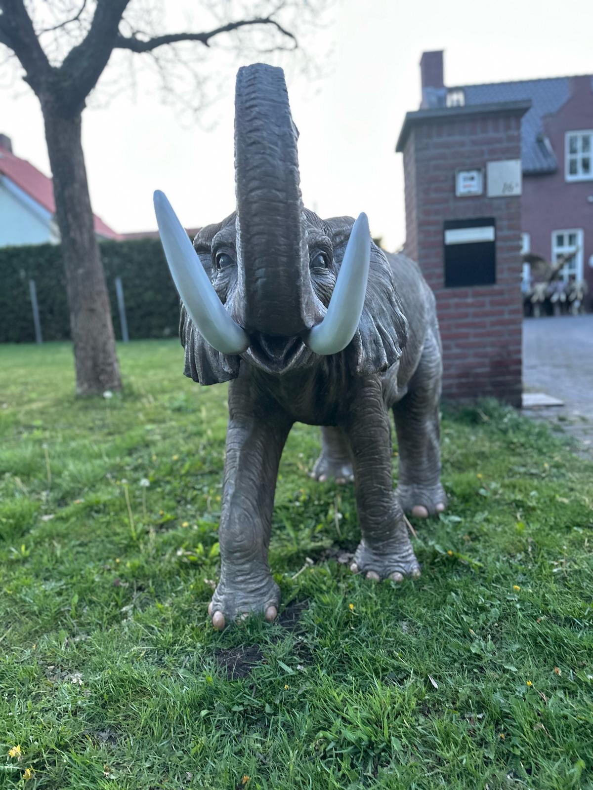 Olifant - Levensechte Olifant - 200cm lang - originele kleur.