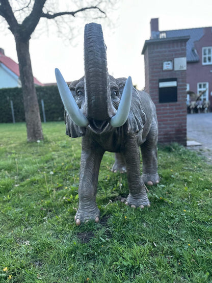 Olifant - Levensechte Olifant - 200cm lang - originele kleur.