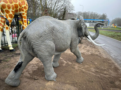 Olifant - Grote Olifant - 360cm lang - levensecht - originele kleur