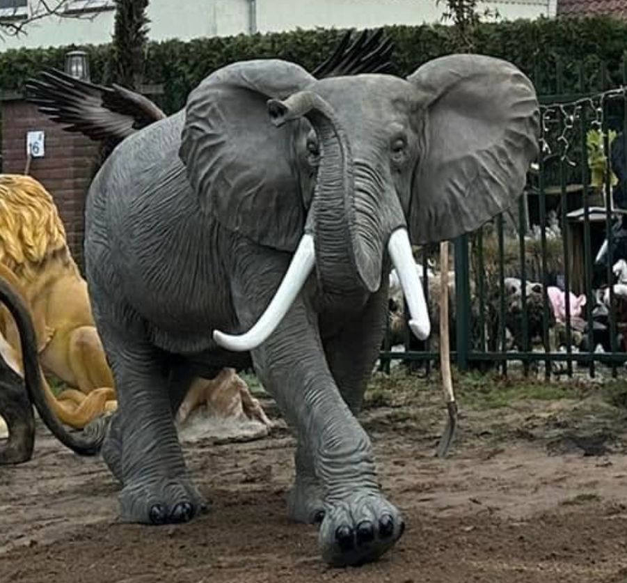 Olifant - Grote Olifant - 360cm lang - levensecht - originele kleur