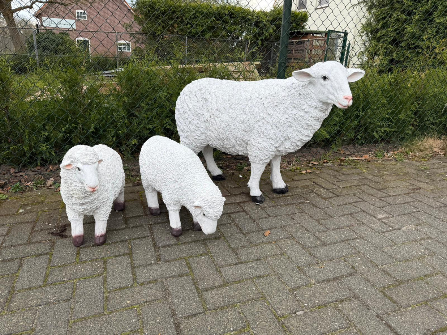 Schapen- Schaap - Wit schaap - Staand - XXL