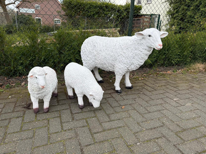 Schapen- Schaap - Wit schaap - Staand - XXL