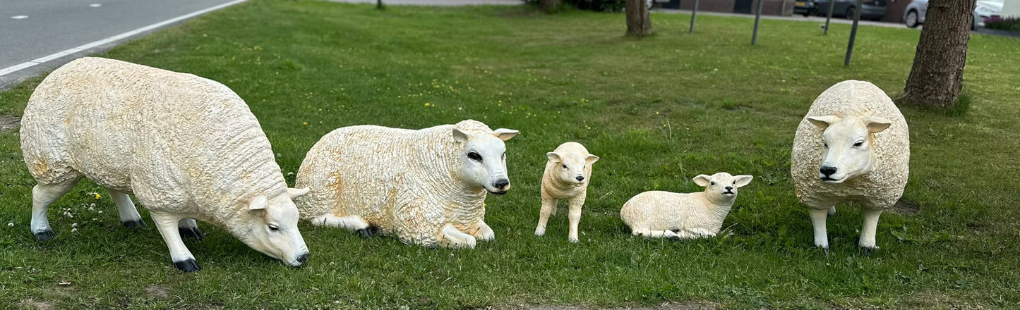 Schapen- Schaap - Texelse Schapen - Lammetje - Lam - Liggend - M