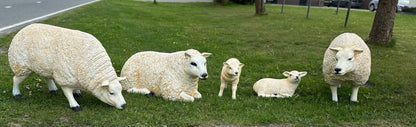 Schapen- Schaap - Texelse Schapen - Lammetje - Lam - Liggend - M