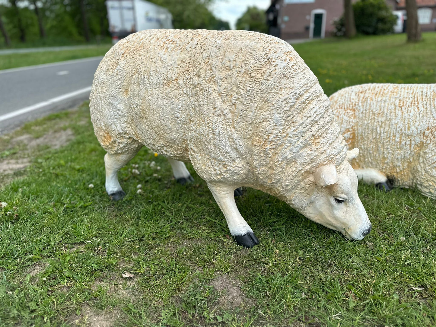 Schapen Texels schaap (liggend, staand of grazend)