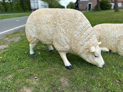 Schapen Texels schaap (liggend, staand of grazend)