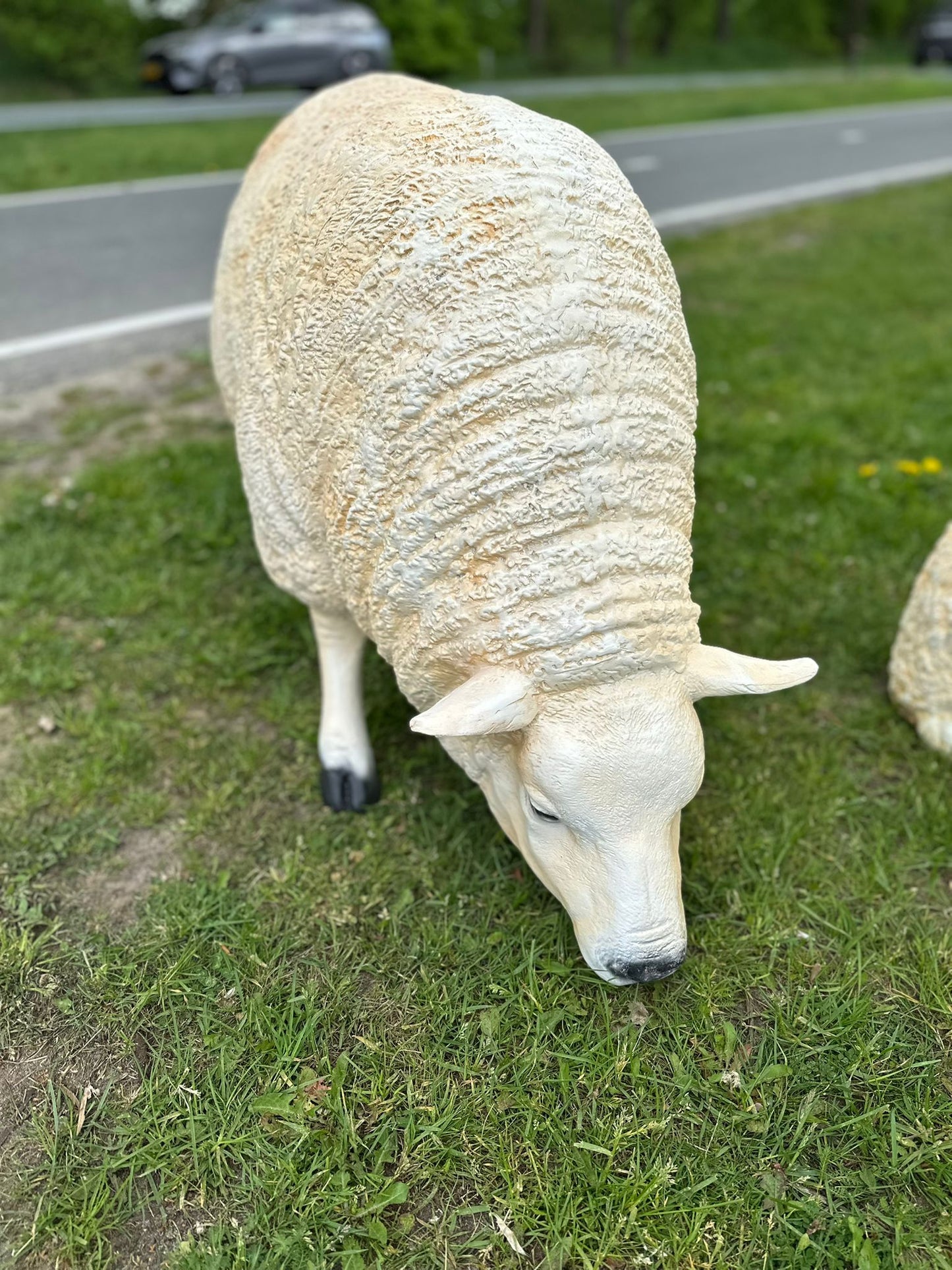Schapen Texels schaap (liggend, staand of grazend)