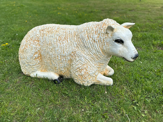 Schapen Texels schaap (liggend, staand of grazend)