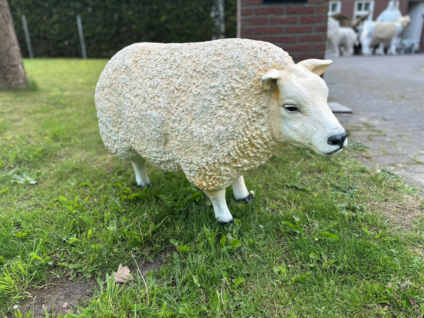 Schapen Texels schaap (liggend, staand of grazend)