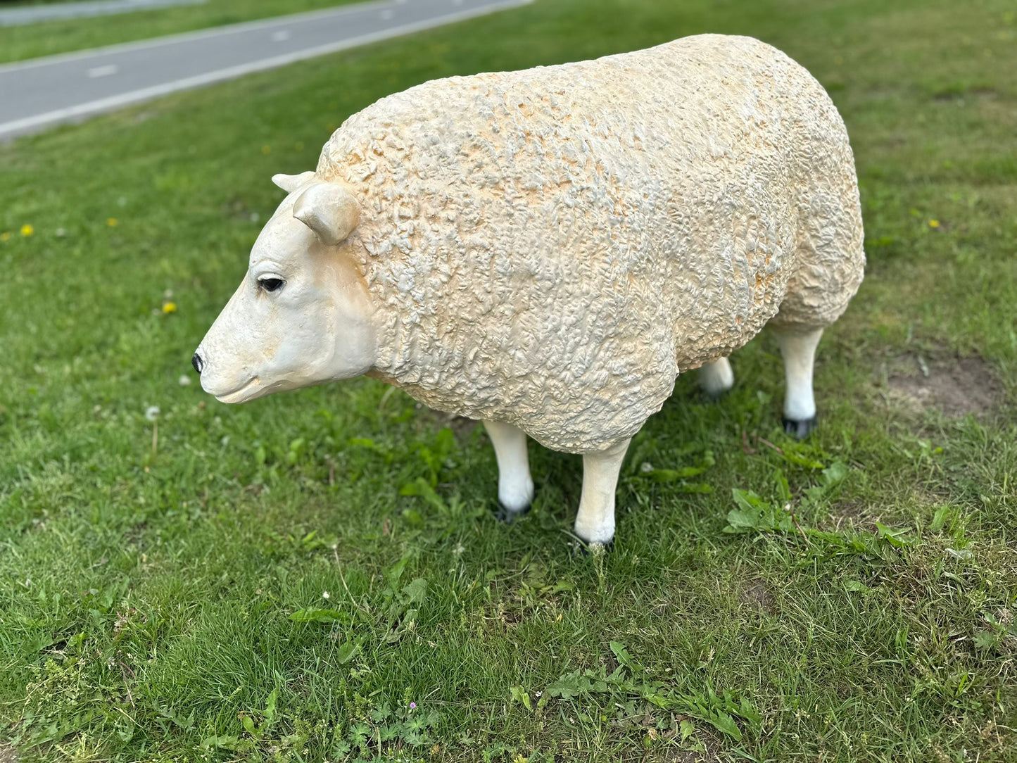 Schapen Texels schaap (liggend, staand of grazend)