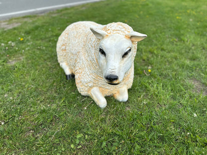 Schapen- Schaap - Texelse Schapen - Lammetje - Lam - Liggend - M