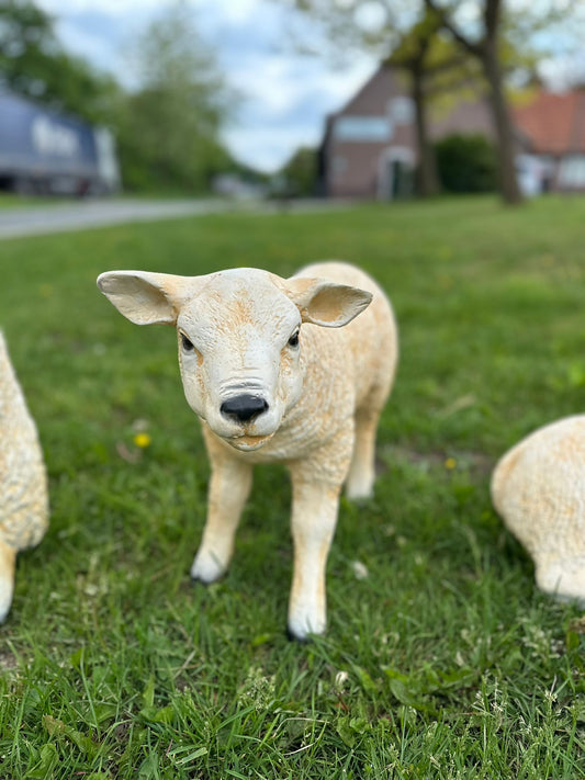 Schapen- Schaap - Texelse Schapen - Lammetje - Lam - Liggend - M