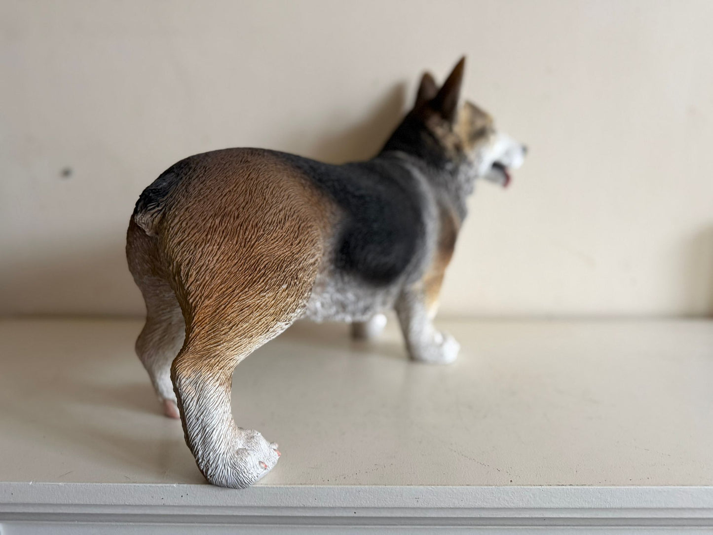 Corgi - Welsh corgi - 50cm lang - super mooi !!