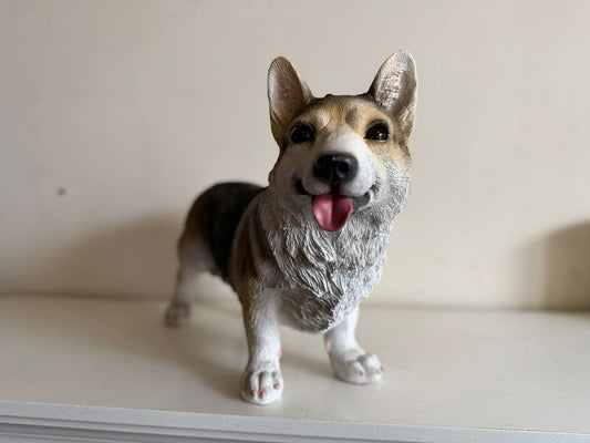 Corgi - Welsh corgi - 50cm lang - super mooi !!