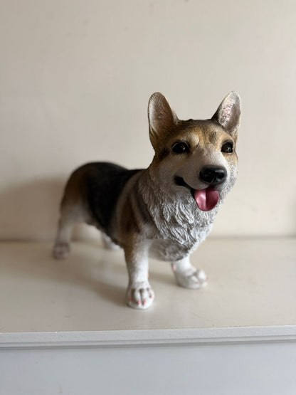 Corgi - Welsh corgi - 50cm lang - super mooi !!
