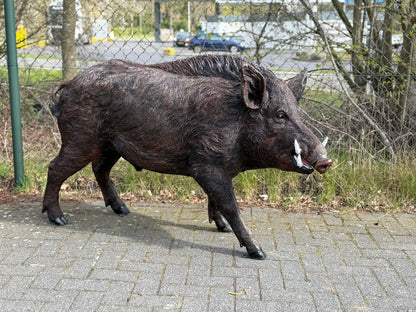 Zwijn - Everzwijn -Staande versie - Mannelijk - XXXL - Bruin