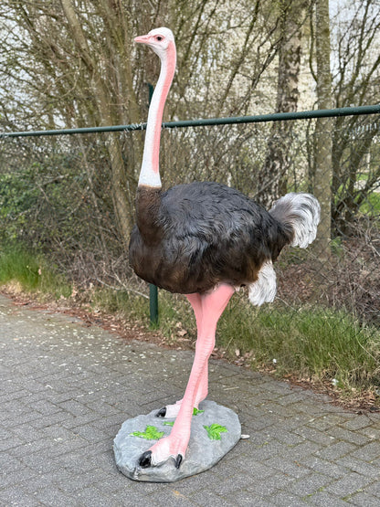 Vogel- Struisvogel - XXL -175 cm hoog - originele kleur