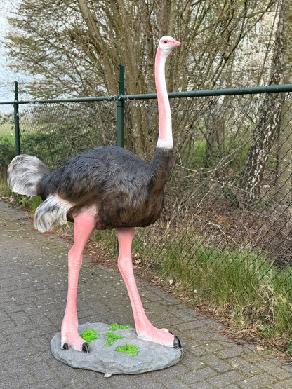Vogel- Struisvogel - XXL -175 cm hoog - originele kleur