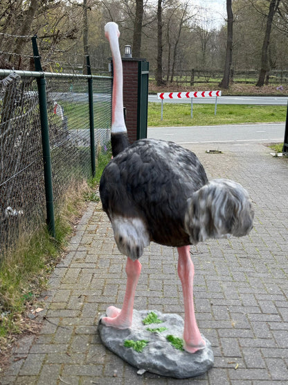 Vogel- Struisvogel - XXL -175 cm hoog - originele kleur