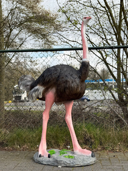 Vogel- Struisvogel - XXL -175 cm hoog - originele kleur