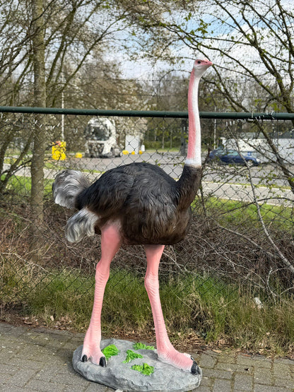 Vogel- Struisvogel - XXL -175 cm hoog - originele kleur
