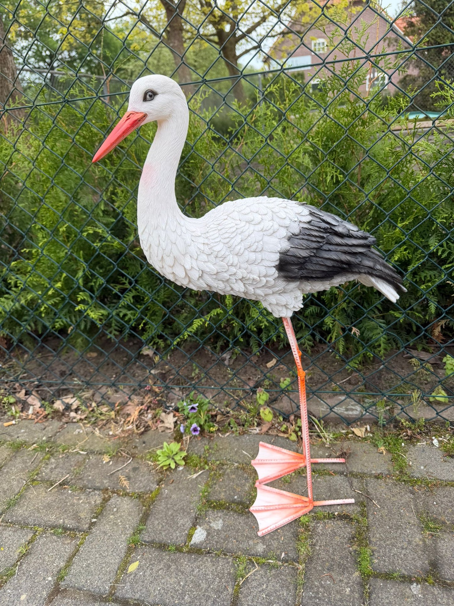 Mooie staande Ooienvaar (80cm hoog)