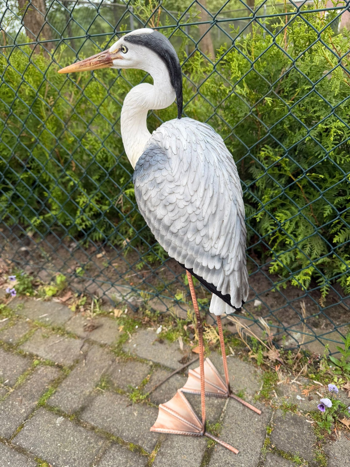 Statige Reiger
