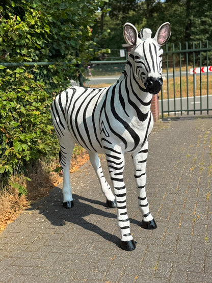 Mooi grote Zebra (170 cm hoog en 180 cm lang)