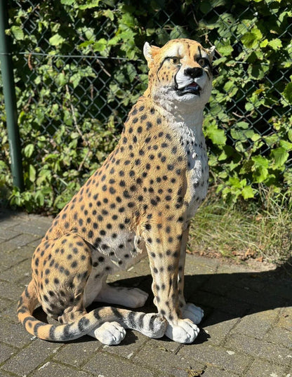 Cheetah - Jachtluipaard - zittend -